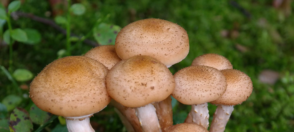 honing paddenstoelen