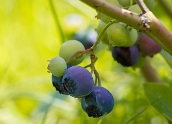 wie man Blaubeeren pflückt