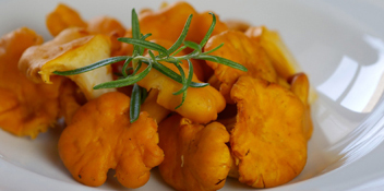 chanterelles adequados para sopas