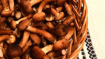 les champignons au miel sont bouillis pendant la cuisson