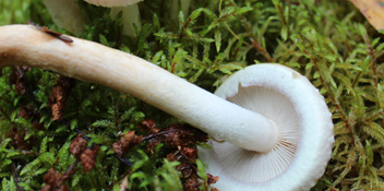 valse paddenstoelen tijdens het koken