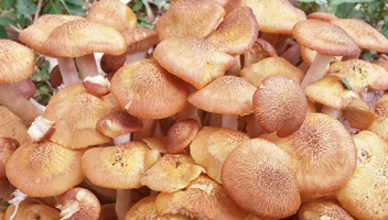 honingpaddestoelen voor het bakken