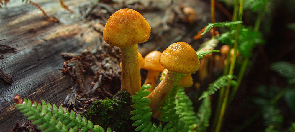 honing paddenstoelen