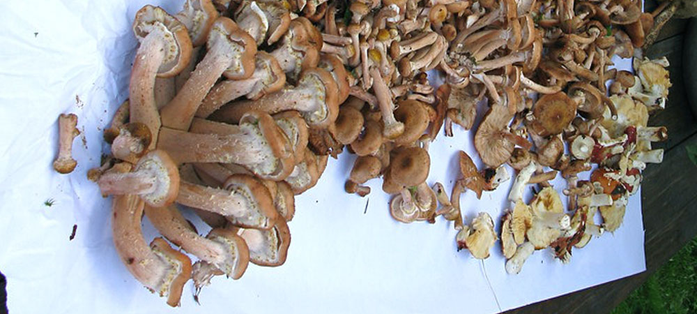 champignons au miel