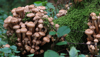 hoe honingpaddestoelen ruiken