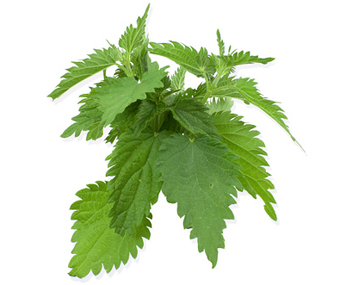 how many minutes to cook nettles
