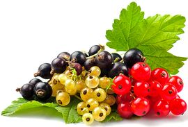 types of currants
