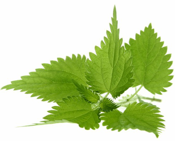 how much to cook nettle soup