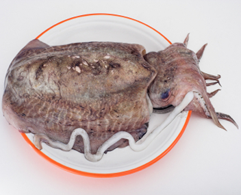 how much to cook cuttlefish
