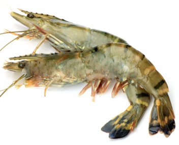 how much to cook green shrimp
