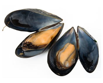 how much to cook mussels