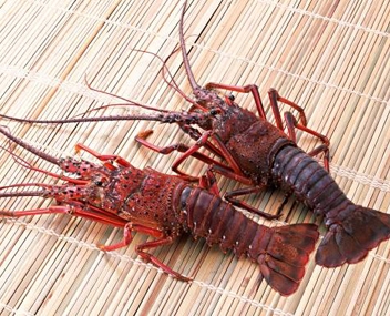 how many lobsters to cook