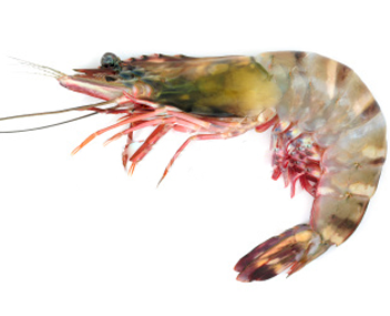 how much to cook tiger prawns