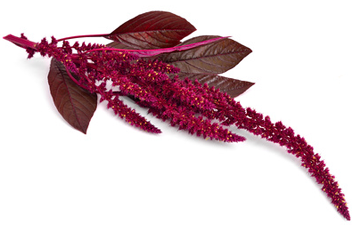 how many minutes to cook amaranth