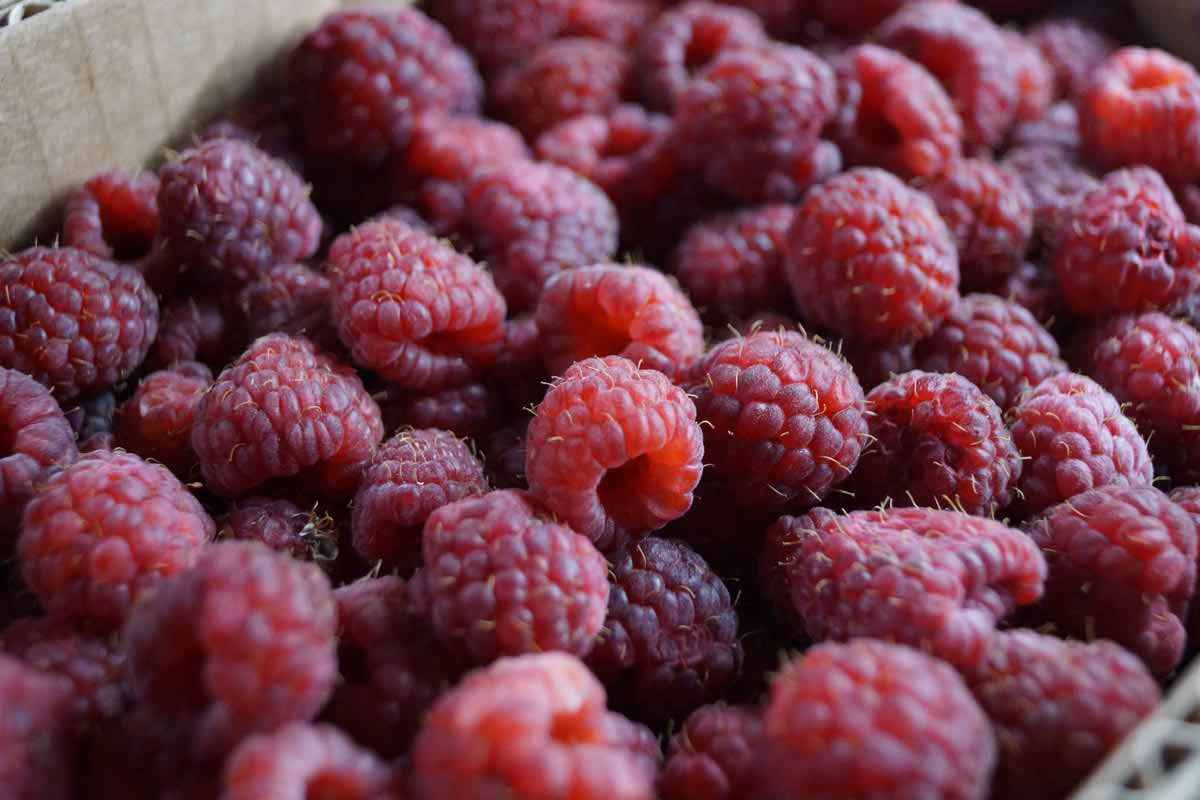 raspberries for jam